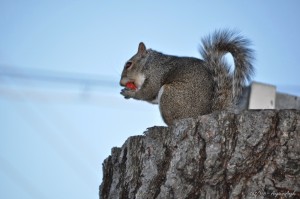 Day 157 - Squirrel munching on a Strawberry