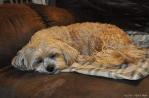 Day 165 - Roxy stealing the heating pad