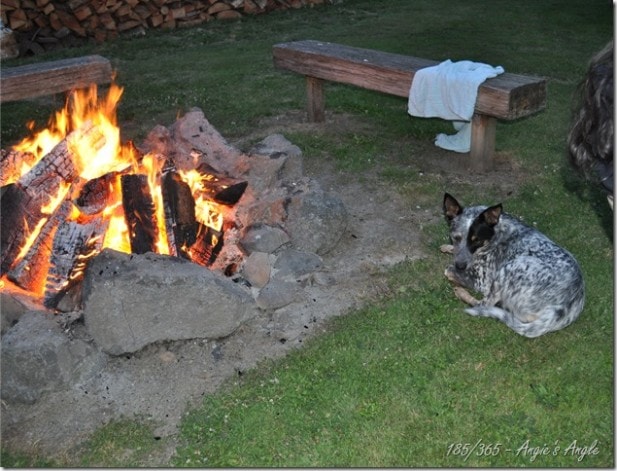 Catch the Moment 365 - Day 185 - Patch enjoying the fire pit