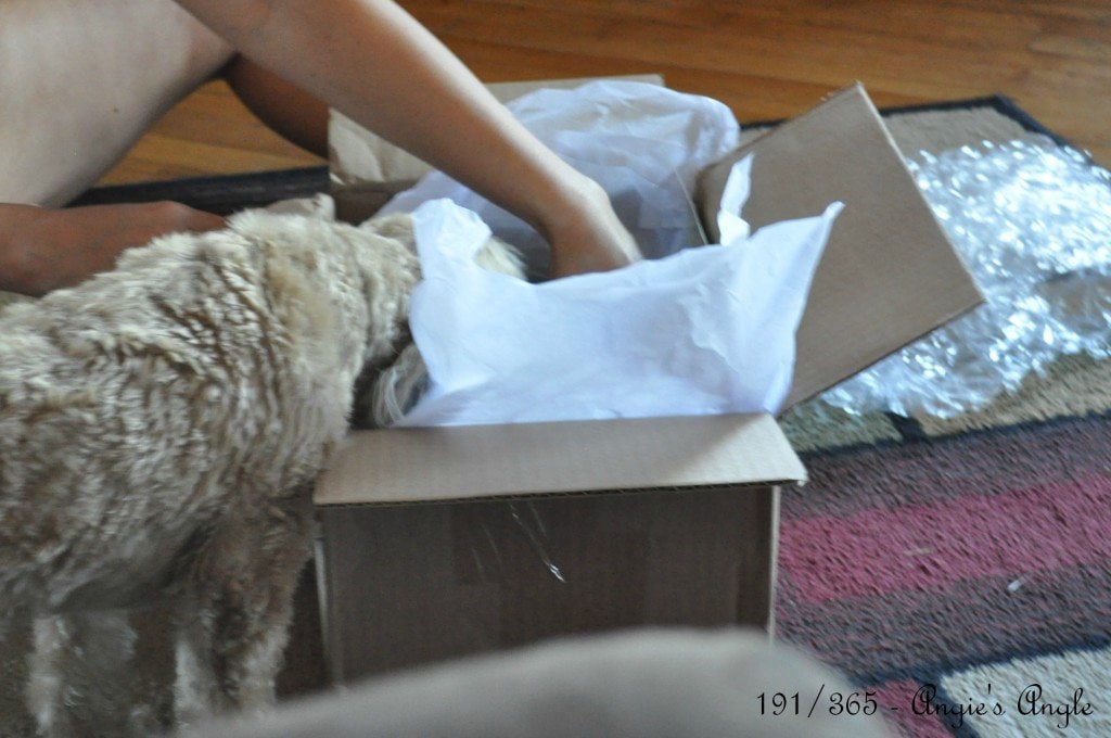 Catch the Moment 365 - Day 191 - A box for Roxy