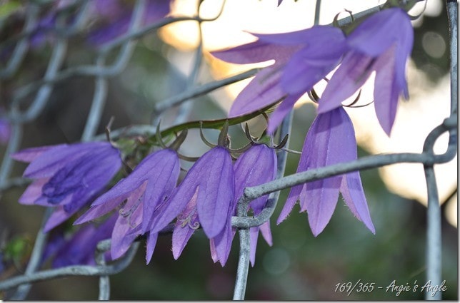 Catch the Moment 365 - Day 169 - Purple Flowers