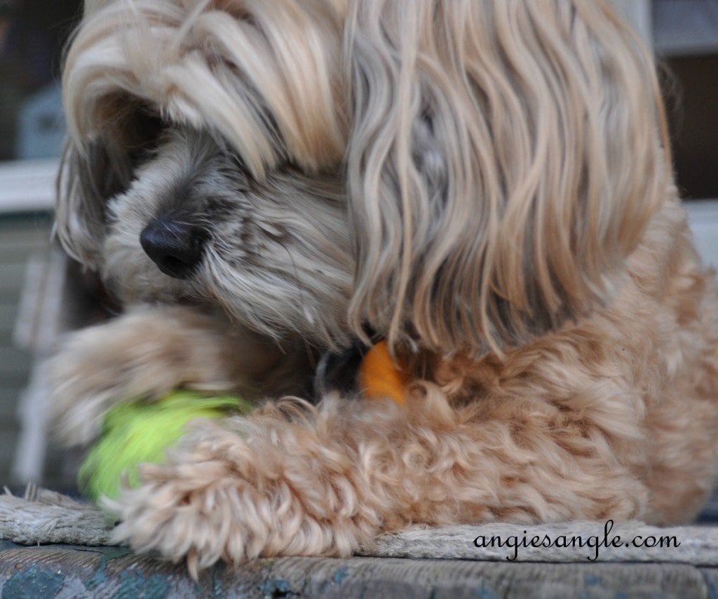 Ball Skilled Puppy - Wordless Wednesday - Roxy Batting the Ball (8)