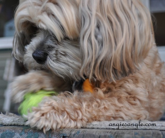 Wordless Wednesday - Roxy Batting the Ball (8)