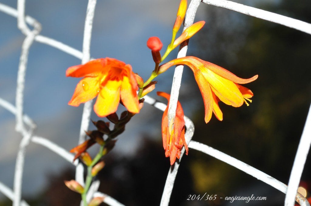 Catch the Moment 365 - Day 204 - Dew Drop on a Flower