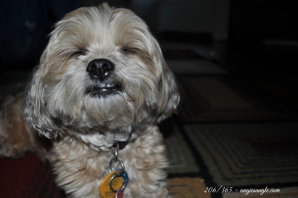 Catch the Moment 365 - Day 206 - Smiling Roxy