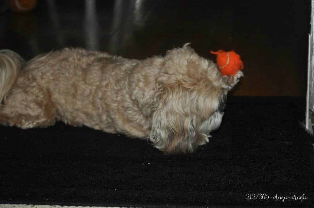 Catch the Moment 365 - Day 212 - Ball in Mid Paw