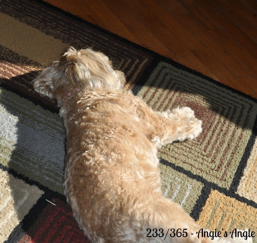 Catch the Moment 365 - Day 233 - Sunbathing Roxy