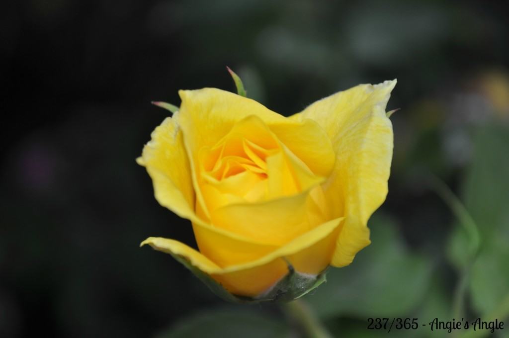 Catch the Moment 365 - Day 237 - Yellow Rose