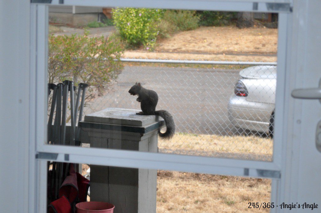 Catch the Moment 365 - Day 245 - Squirrel on Porch - September 2nd (2)