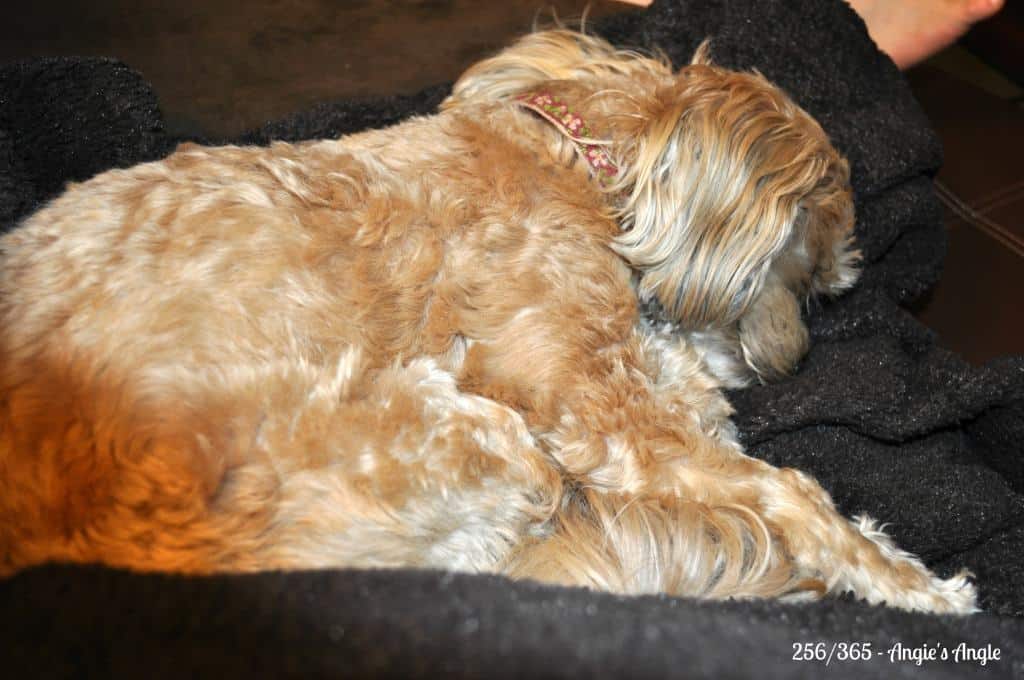 Catch the Moment 365 - Day 256 - Cuddled Roxy