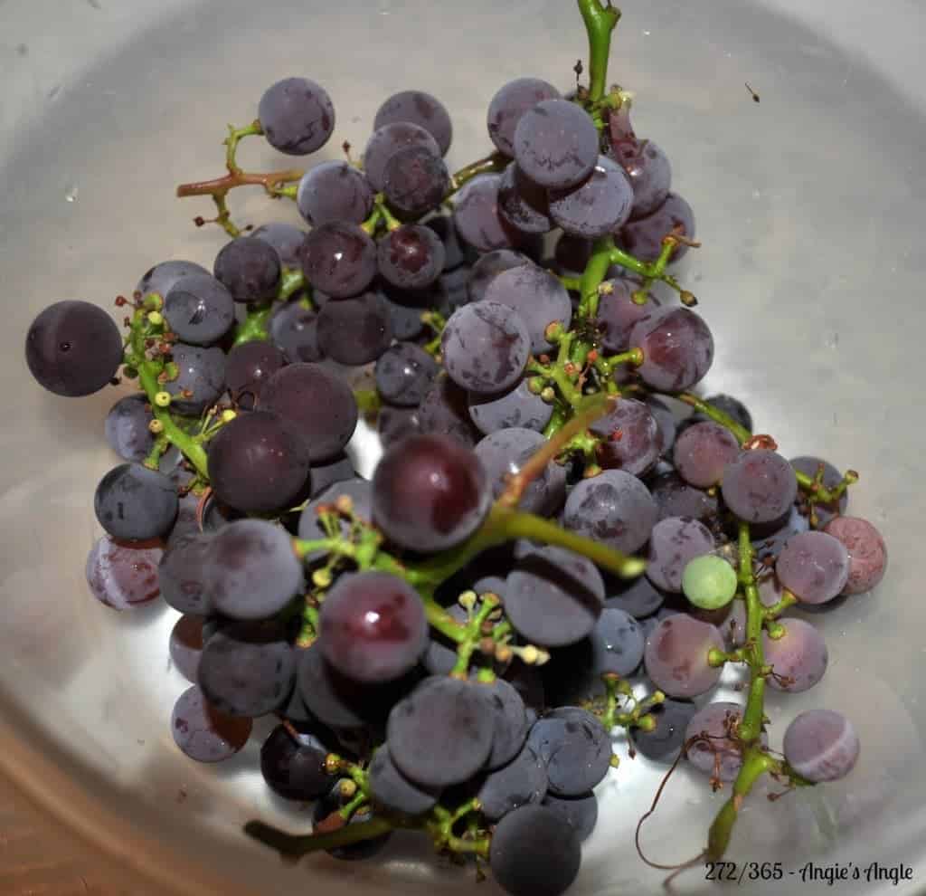 Catch the Moment 365 - Day 272 - Our Grapes