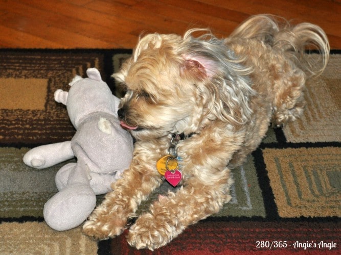 Catch the Moment 365 - Day 280 - Roxy and Hippo