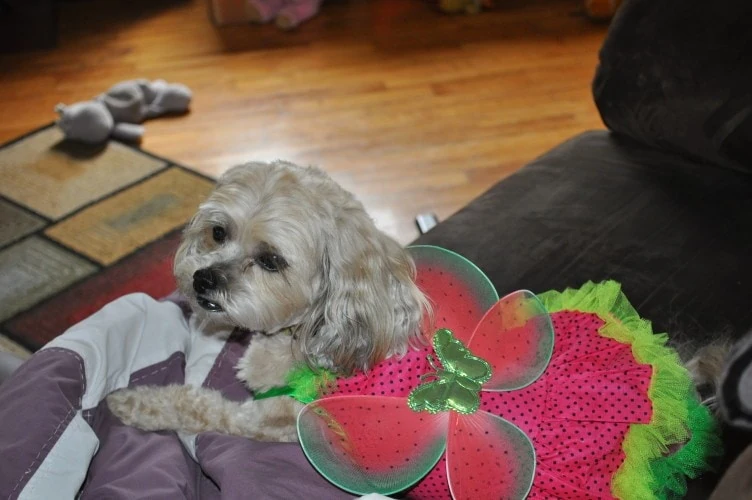 Dog Butterfly Halloween Costume