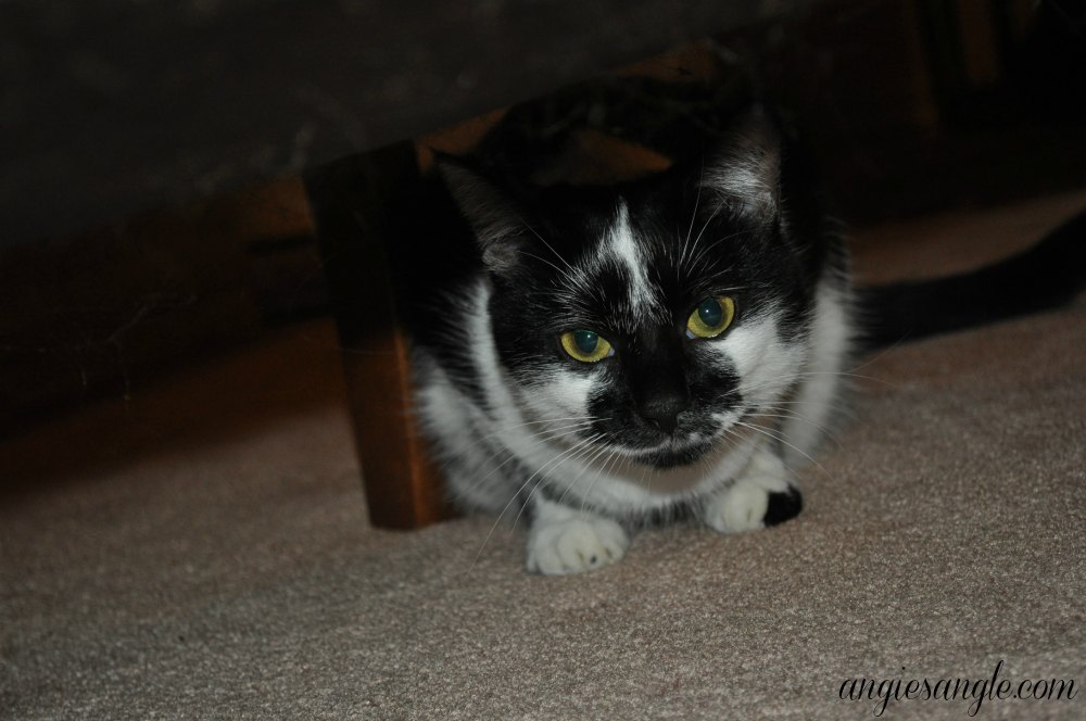 Catch the Moment 365 - Day 331 - Maggies Cat