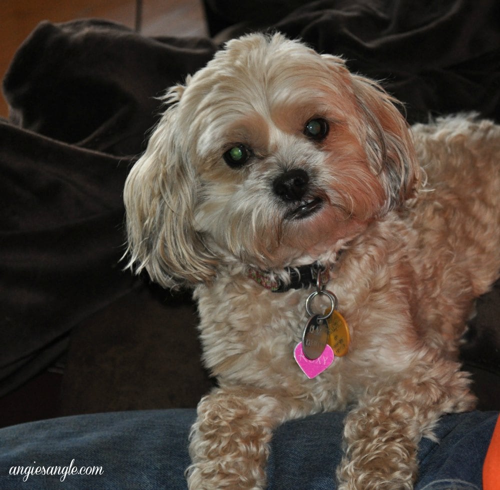 Catch the Moment 365 - Day 45 - Roxy Begging