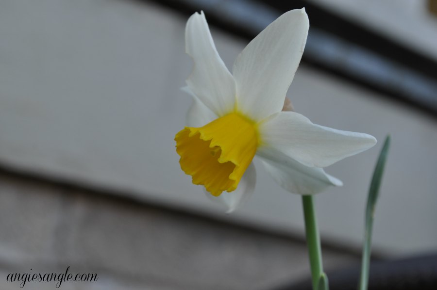 Catch the Moment 365 - Day 75 - daffodil