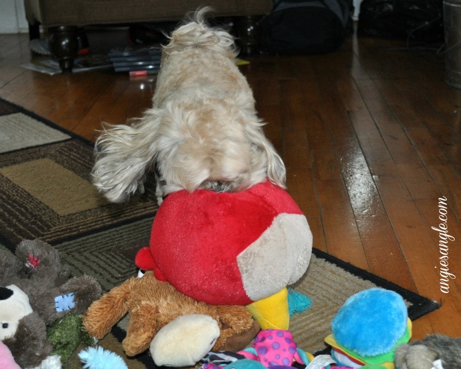 Catch the Moment 365 - Day 78 - Roxy and Angry Bird