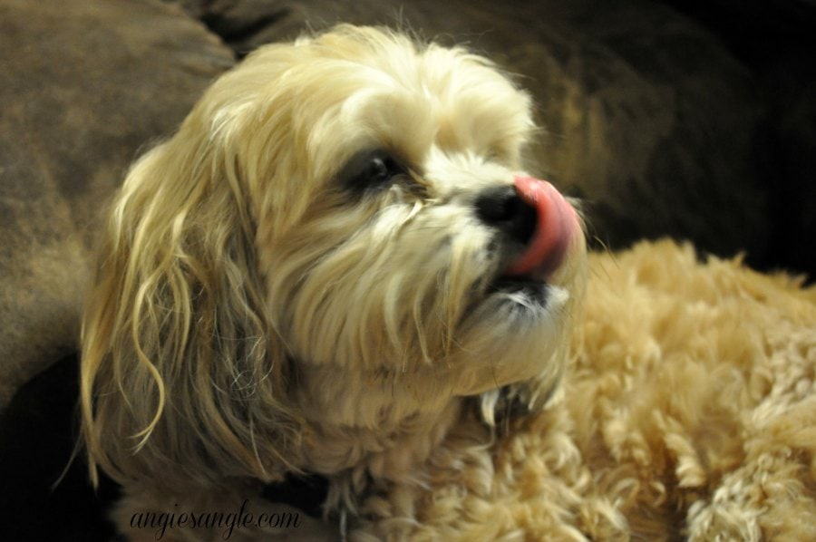 Catch the Moment 365 - Day 79 - Tongue Roxy