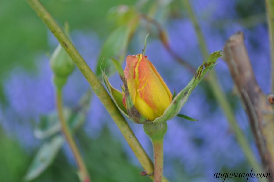 Catch the Moment 365 - Day 105 - Yellow Rose