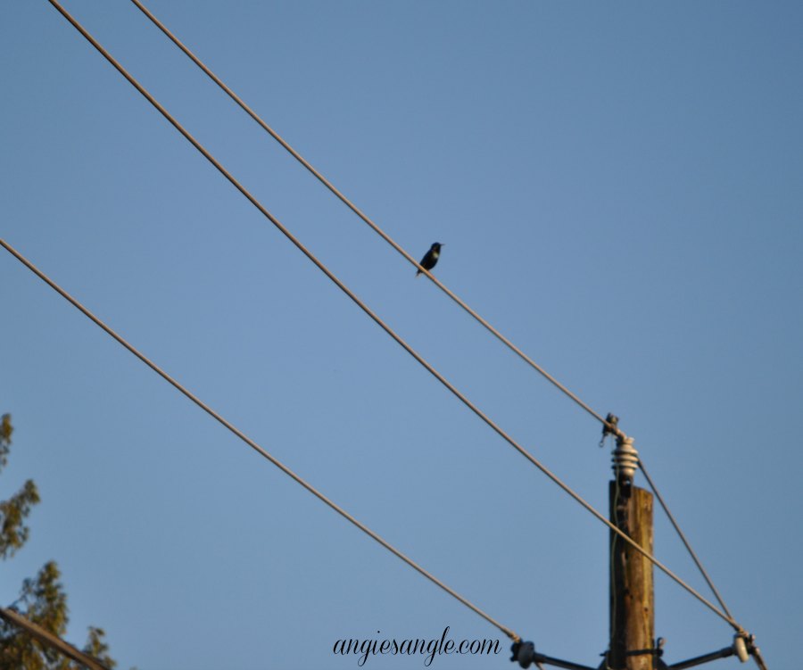 Catch the Moment 365 - Day 106 - Bird  Sitting on Wire