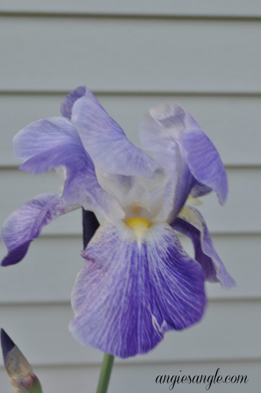 Catch the Moment 365 - Day 117 - Purple Iris