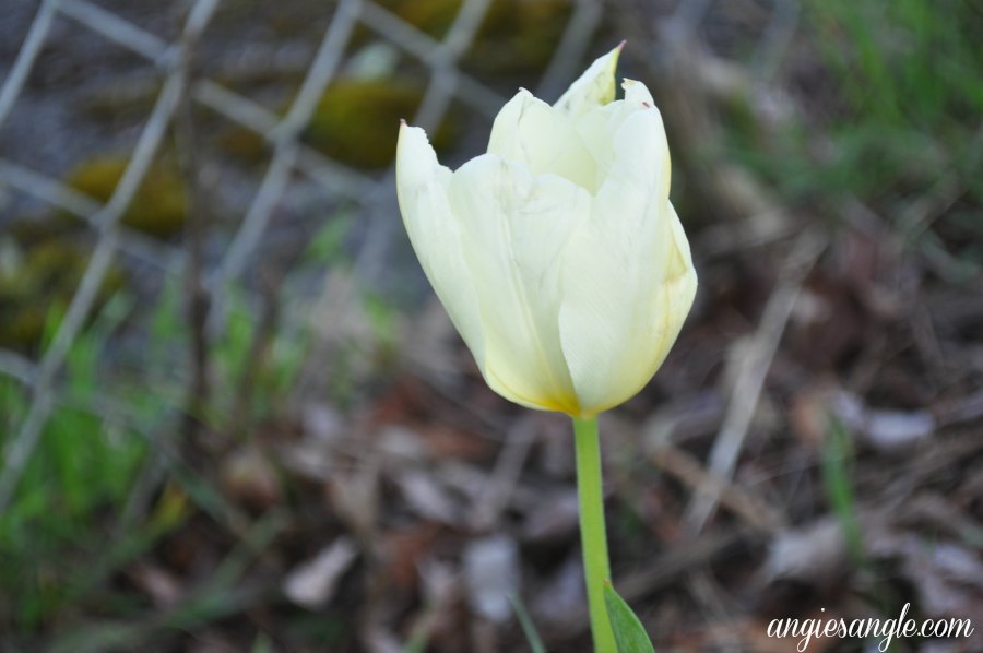 Catch the Moment 365 - Day 85 - Tulip