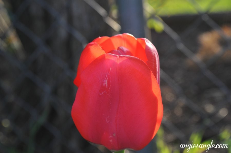 Catch the Moment 365 - Day 99 - Red Tulip