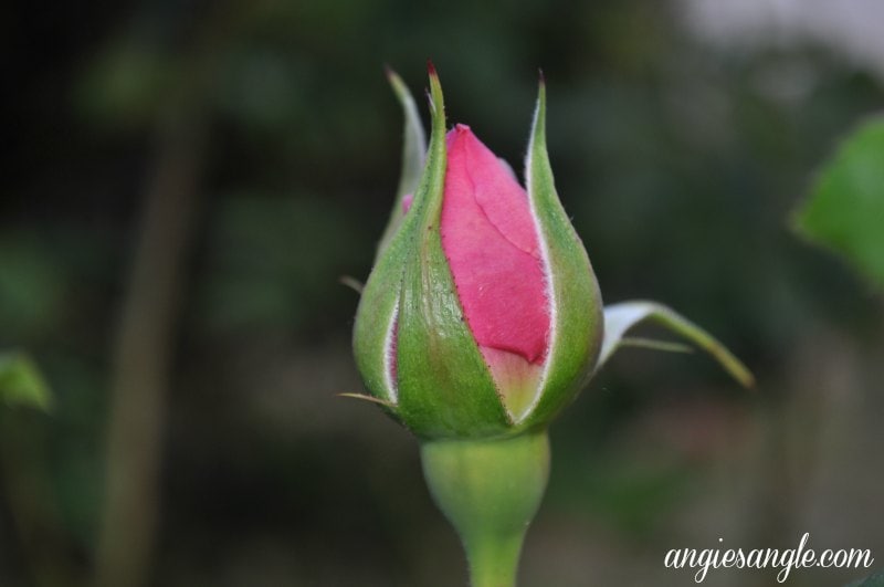 Catch the Moment 365 - Day 123 - Pink Rose Opening