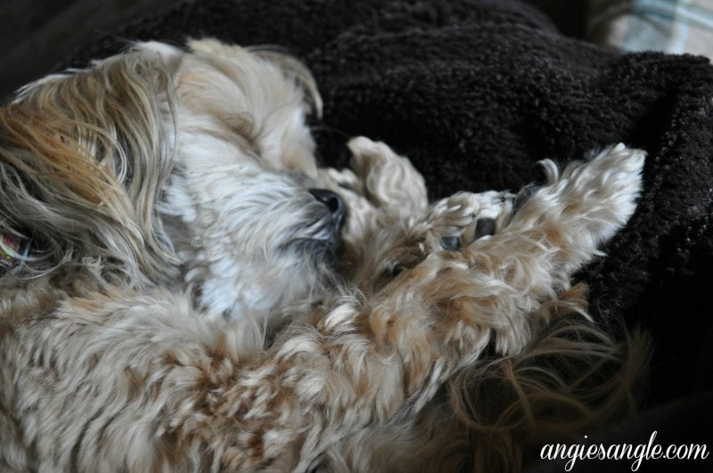 Catch the Moment 365 - Day 135 - Yoga Dog