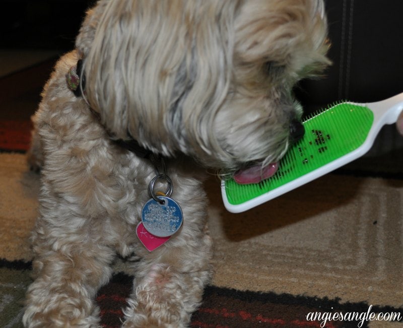 Orapup Dog Tongue Brush Starter Kit - Roxy enjoying it (1)