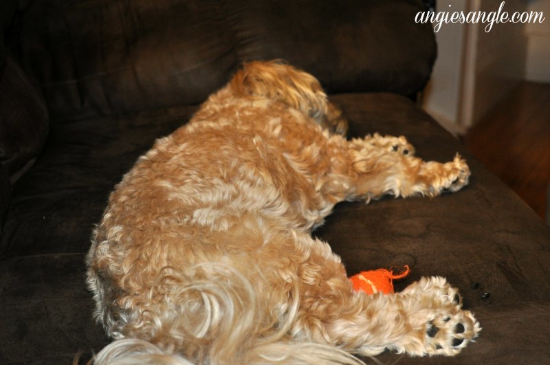 Catch the Moment 365 - Day 148 - Roxy laying with Ball