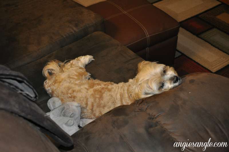 Catch the Moment 365 - Day 202 - Hippo and I stole your spot