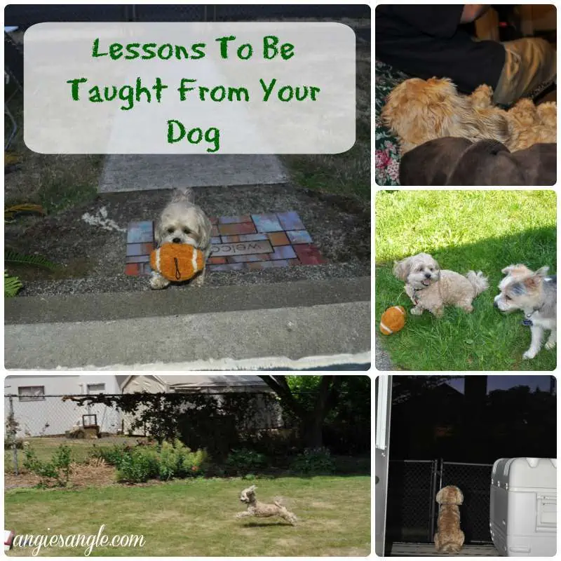 Lessons To Be Taught From Your Dog