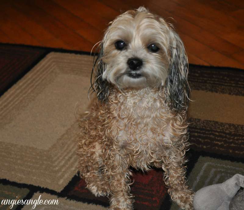 Catch the Moment 365 - Day 211 - Mom Gave Me a Bath