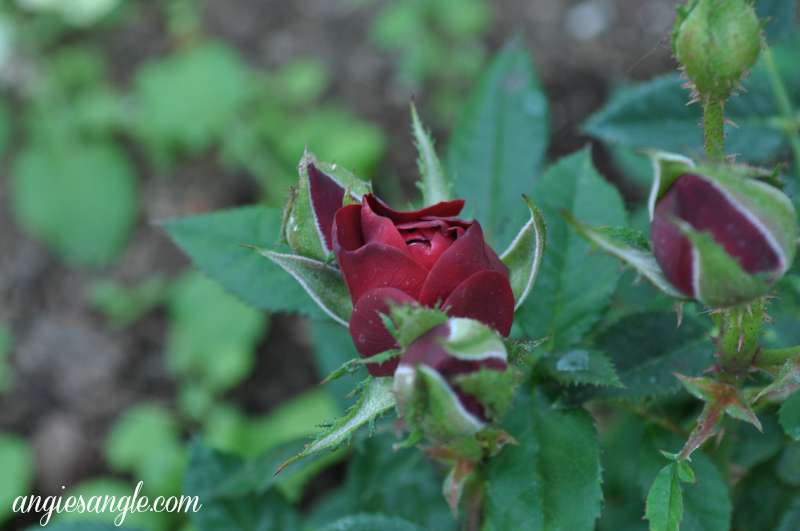 Catch the Moment 365 - Day 222 - Mini Rose Bush