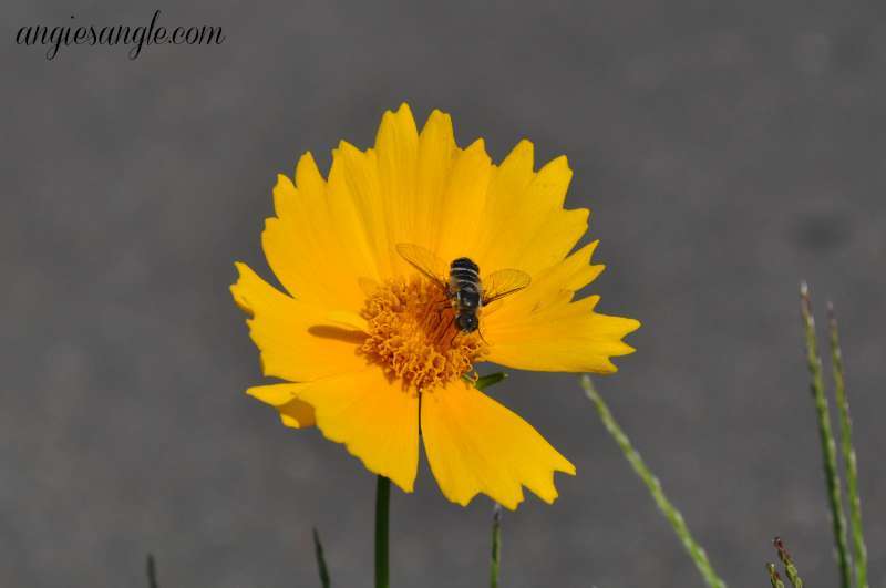 Catch the Moment 365 - Day 226 - Flower with Bee