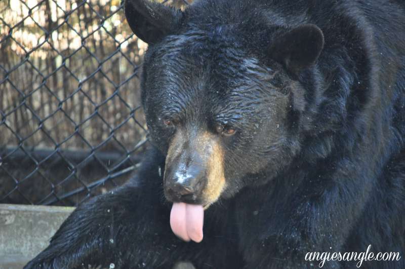 Catch the Moment 365 - Day 230 - Tongue Out Black Bear