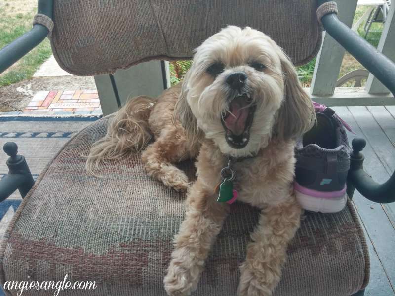 Catch the Moment - Day 233 - Mid Yawn Roxy