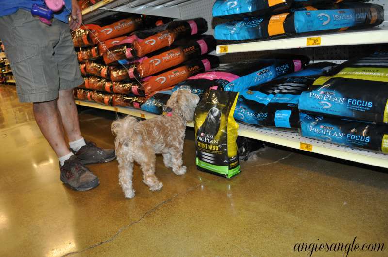 Switching Your Dog To A New Food - Purina ProPlan Bright Mind