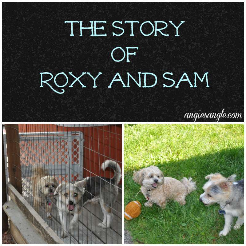 The Story of Roxy and Sam