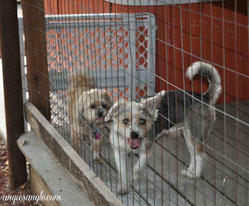 Catch the Moment 365 - Day 241 - Roxy and Sam in Time Out