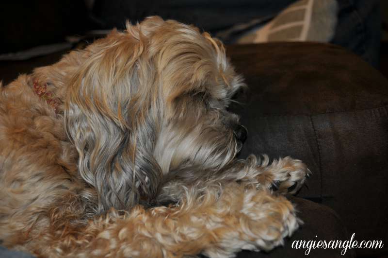 Catch the Moment 365 - Day 244 - Sleepy Puppy