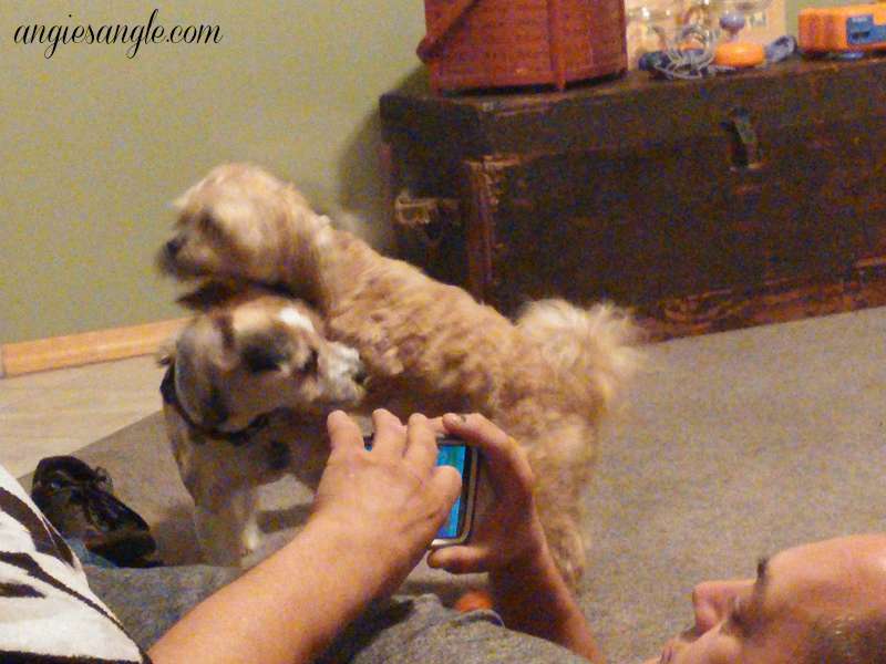 Catch the Moment 365 - Day 248 - Roxy and Sam Playing