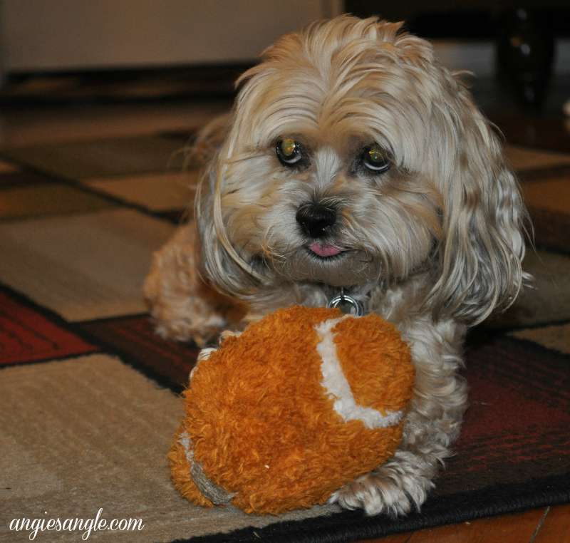 Catch the Moment 365 - Day 259 - Roxy with Football