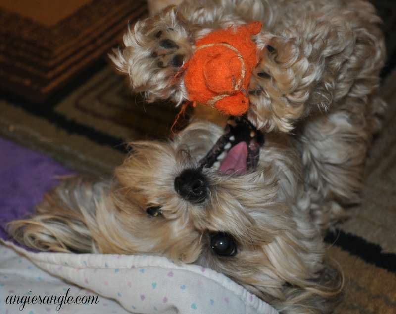 Catch the Moment 365 - Day 266 - Roxy and Orange Ball