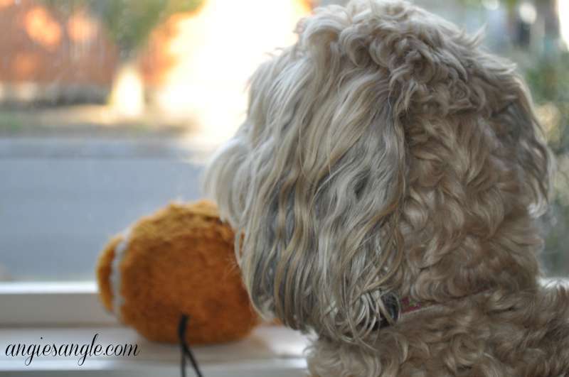 Catch the Moment 365 - Day 267 - Roxy and Football