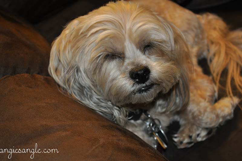 Catch the Moment 365 - Day 273 - Sleepy Roxy