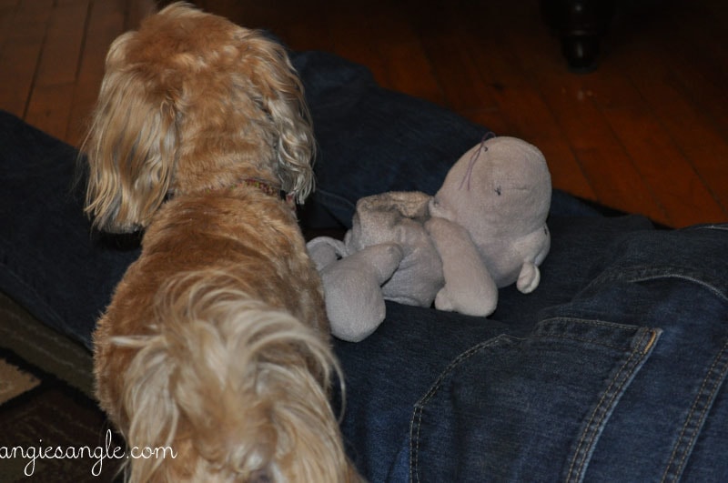 Catch the Moment 365 - Day 277 - Roxy Leaving Hippo on Daddys Legs