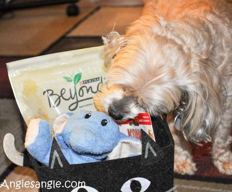 Catch the Moment 365 - Day 284 - Sniff Sniff says Roxy