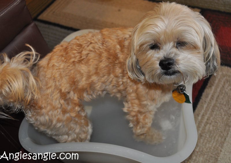 Catch the Moment 365 - Day 302 - Soaking My Paws